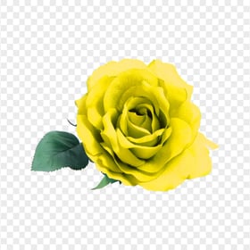 Transparent HD Real Yellow Flower Rose With Leaf