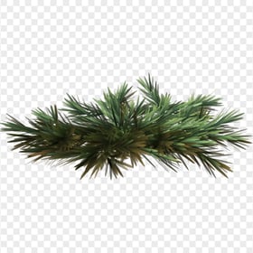 HD Realistic Green Pine Leaves Branch PNG
