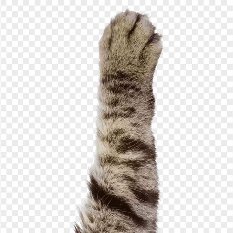 Tabby Cat Hand HD Transparent Background