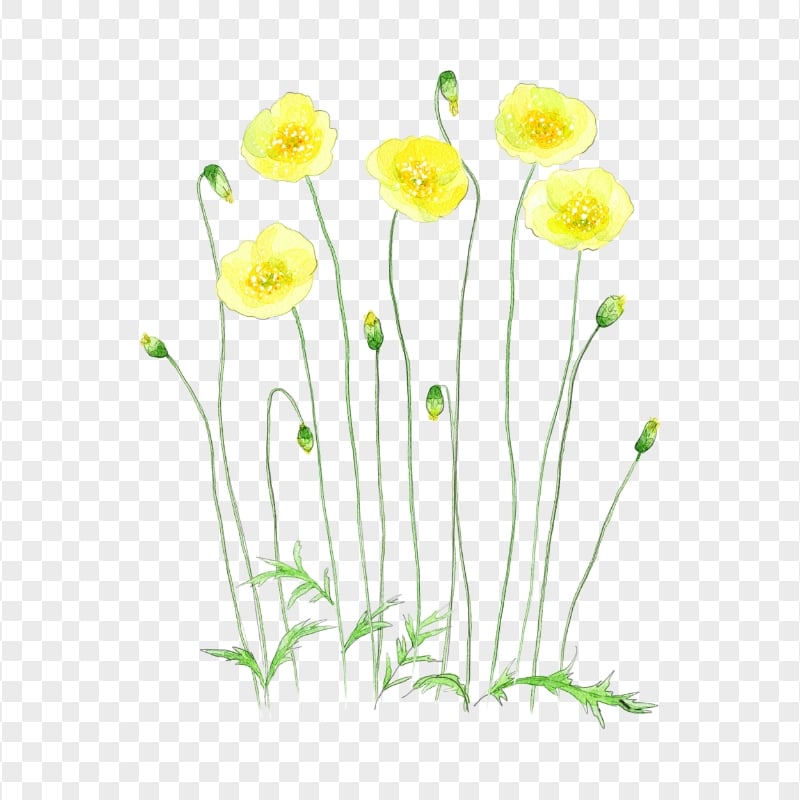 HD Yellow Painting Watercolor Flowers PNG