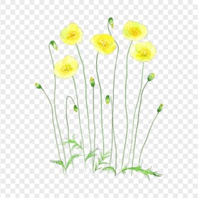 HD Yellow Painting Watercolor Flowers PNG