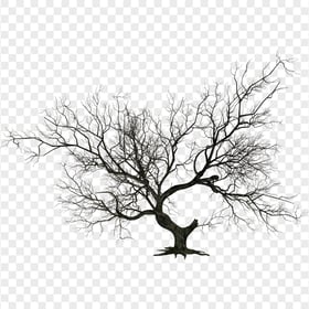 Download Real Scary Halloween Tree Branch PNG