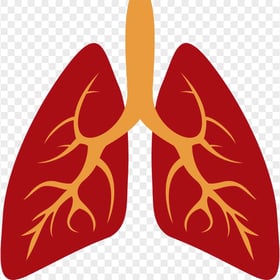 Cartoon Lungs Lung Bronchus Illustration Clipart