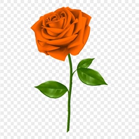 Realistic Orange Rose Image PNG