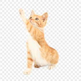 Playful Ginger and White Cute Kitten HD Transparent PNG