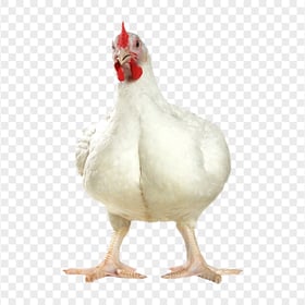 Single White Chicken Standing HD Transparent Background