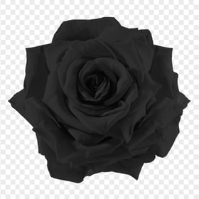 Realistic Black Rose Flower PNG Image