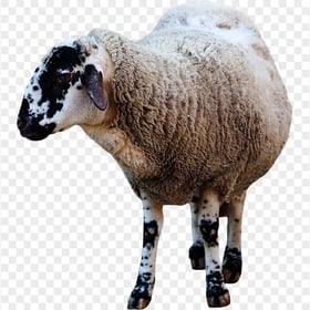 Real Sheep خروف العيد Animal Image PNG