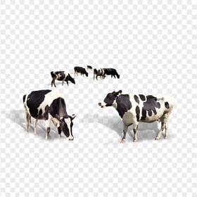 HD Group Of Black & White Cows PNG