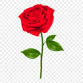 HD Realistic Red Rose Transparent PNG
