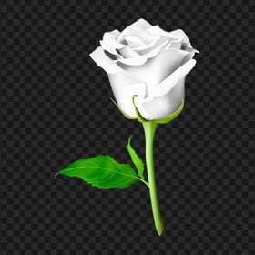 White Flower Rose With Green Leaf Illustration