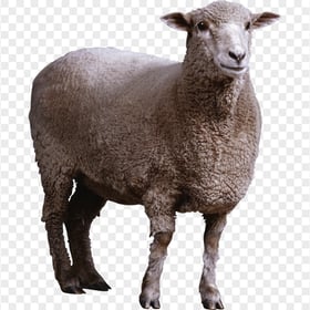 Standing Up Real Sheep Animal
