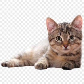 Cute Tabby Brown Kitten Lying Transparent Background