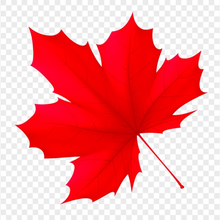 Canada Red Illustration Maple Leaf PNG Image | Citypng