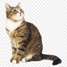 Adorable Tabby Cat With Green Eyes Transparent Background