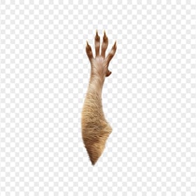 HD Closeup Small Mouse Paw Transparent PNG