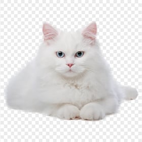 Cute Fluffy White Cat Transparent Background