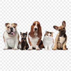 Cute Cats and Dogs Sitting Together HD Transparent PNG