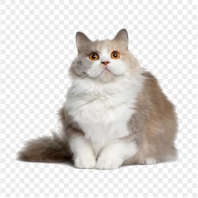 Beautiful Fluffy British Longhair Cat HD PNG