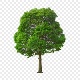 Realistic Green Forest Tree Branches Leaves HD PNG