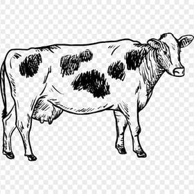 HD Sketch Drawn Cow PNG