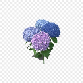 Purple Hydrangea Flower