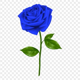 HD Realistic Blue Rose Transparent Background