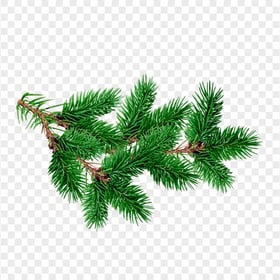 HD Green Pine Tree Branch Leaves Transparent PNG