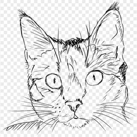 Black Cat Face Drawing Line Art PNG Image