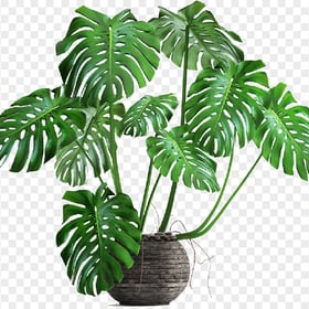 Monstera Deliciosa Cheese Plant Leaf