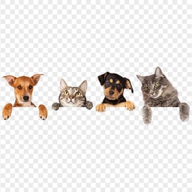 Cute funny cats and dogs HD Transparent Background