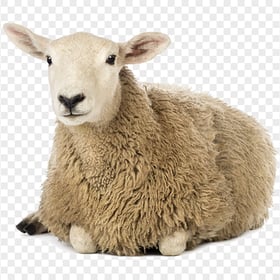 Wooly Sheep Sitting
