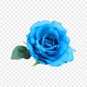 HD Real Blue Flower Rose Transparent PNG