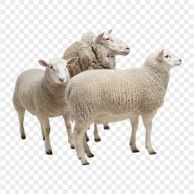 HD Group Of Real Sheeps PNG