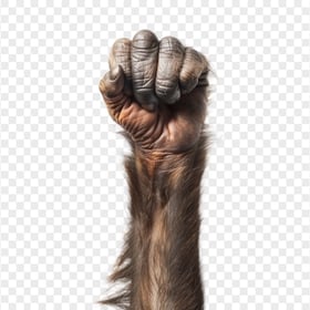 Hairy Monkey Clenched Fist HD Transparent PNG