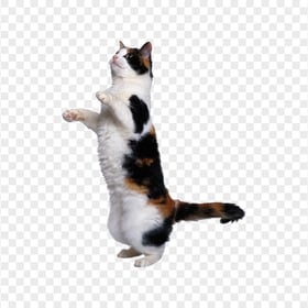 Real Tabby Cat Standing up Side View HD Transparent PNG