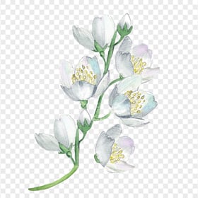 White Watercolor Painting Flowers Image PNG