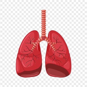Animated Lungs Cartoon Clipart Illustration Icon