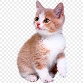 Lovely Fluffy Kitty Transparent Background