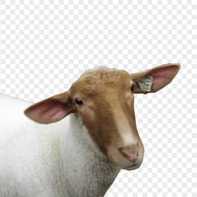 HD Sheep Brown Face Without Horn PNG