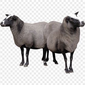 Real Two Sheep Animals Image PNG