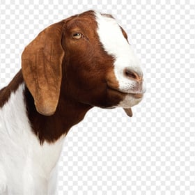 HD Brown Goat Face Head Animal PNG