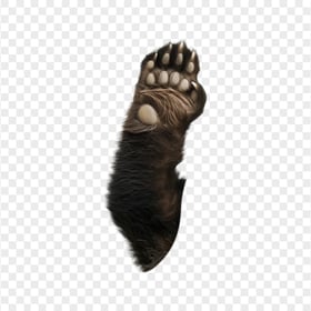 HD Giant Panda Paw with Claws Transparent PNG