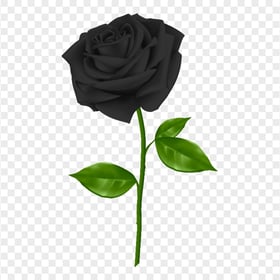 Realistic Black Rose PNG Image