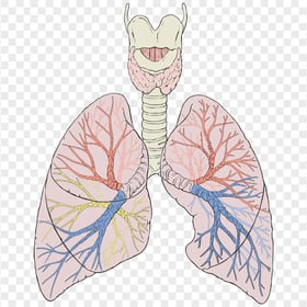 Lungs Lung Trachea Bronchus Image Anatomy Vector