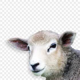 HD Head Sheep Animal PNG