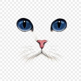 British Cute Kitten with Bleu Eyes Transparent Background