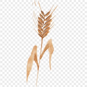 Brown Cereal wheat watercolor