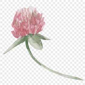 Pink Watercolor wildflower png