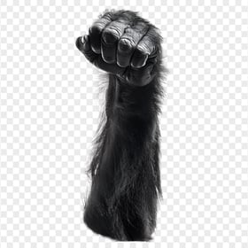 HD Black Hairy Gorilla Arm Transparent Background